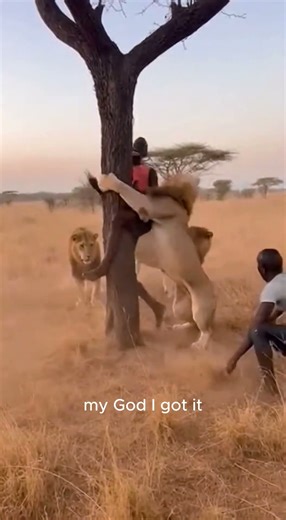 Lion Chase That Ended Perfectly #survival