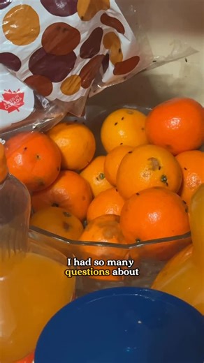 Not the Worst Cleaner - Brogan on Instagram: "How to properly get rid of fruit fly infestations 🍓🪰🪦 #cleaning #fruitflies #howtoclean #cleaninghack"