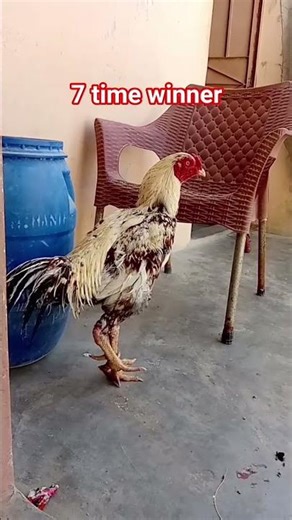 7 time winner murga Java