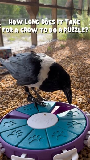 How fast can a crow solve puzzles: surprising bird insights