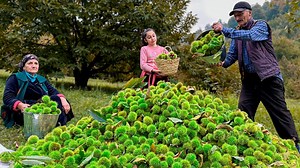 Watch as we using a very long stick to harvest chestnuts brings - a practical method for our simple life❤️ #harvesting #chesnut #village | Sweet Village