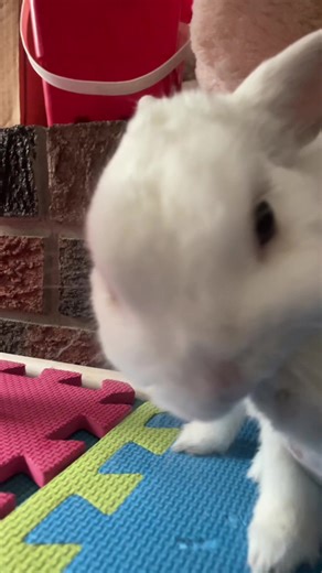 Luv himmmmm#bunny#cute#fyp#trendingsound#abc