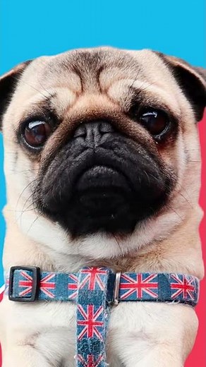 PUG SLEEPING SNORING - (adorable pug noises, pug sleeping with owner, pug sleeping sound, ASMR)