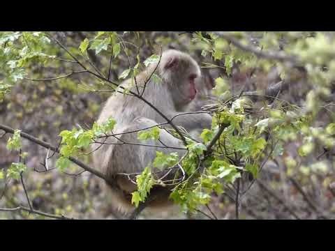 Japanese Monkey Eats Young Leaves & Blossoms of Painted Maple Tree in Spring