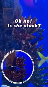 Did you know there's a dramatic fish at the Curve? And guess what, she also looks like Dory from Finding Nemo! Now it's time for you to find Dory and see for yourself how incredibly introverted yet dramatic she is. Psst, she'll pretend to get stuck in the coral. #theCurve #theCurvemall #theCurveMutiaraDamansara | the Curve, Mutiara Damansara | Facebook