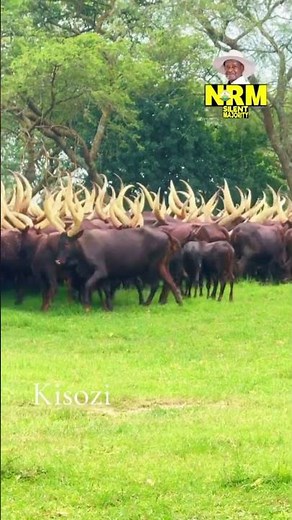 Alien Skin TV Uganda: PRESIDENT LIVE IN KISOZI #shorts #music #ugandanmusic