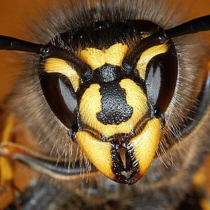 22K views · 266 reactions | Amazing strength in small animals: Army Ants vs Snake, Scorpion, Centipede, other animals | Wild Animal World | Facebook