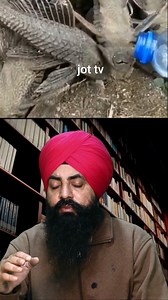 156K views · 2.7K reactions | "The Amazing Sucker Fish: Nature's Most Fascinating Creature?#SuckerFish #RemoraFish #OceanCreatures #MarineLife #Wildlife | Jot TV | Facebook