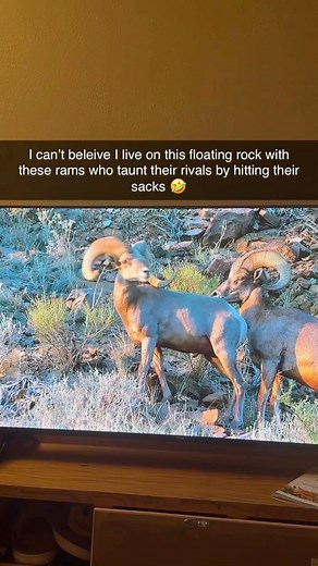 I want to know what camera human sat out there for days to get these shots… 🤣 | Taylor Miller