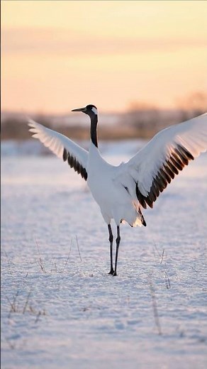 Red-crowned Crane | Winter Elegance in Motion | Real Bird Sounds & Relaxing Music | Bird Atlas