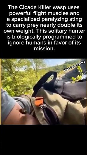 The Strongest Wasp in the World! 🐝💪 #Wasp #Insects #Nature #Wildlife