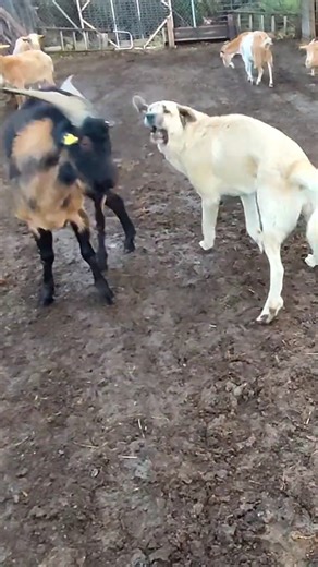 Cabra y Perro: Amistad Rural en Estado