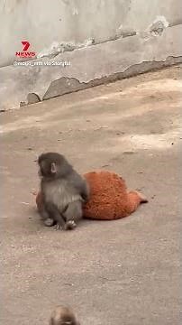 Punch the monkey's devastating journey goes viral