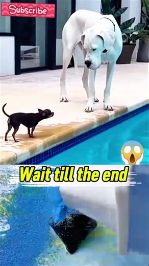 Tiny Dog vs Big Dog… Didn’t End Well 😂💦 #chihuahua #shorts #usa #viral