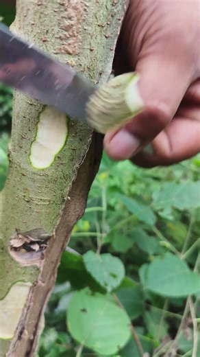 Rules for cutting Episode 180