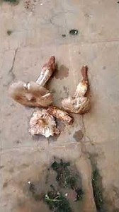 CARI JAMUR BARAT DI HARI SELASA,RABU DAN KAMIS , CIIP NIH.