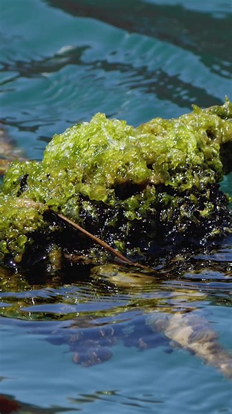 When was the last time you really stopped to notice moss? 👀 Whether it’s growing on the ground, on a rock, or on a tree, this tiny plant is doing more for our planet than you ever imagined! #moss #plants #plantlife | Pattrn