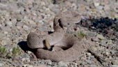 Western diamondback rattlesnake rattling and coiled to strikein the...