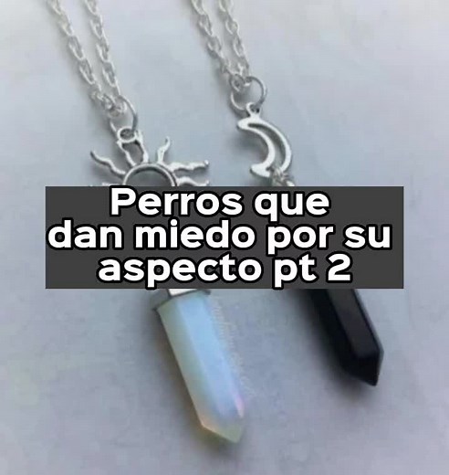 Intimidating Dog Breeds That Frighten People