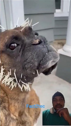 Porcupine animal fact#trending #facts