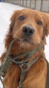 864K views · 6.7K reactions | When your dog is freezing, it shows these 4 signs... #fy #fyp #fypシ゚ #fypシ゚viral #foryoupage #animal #dog #puppy #pet #freezing #shivering #warm #curled #doglover #PetCare #viralreels #explorepage #discovery #usa | Animal Discovery | Facebook