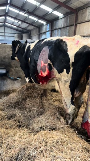 Confusing Calving: The Story of a Massive Calf