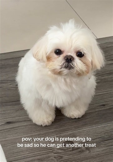 Shih Tzu Dog Begs for Another Treat