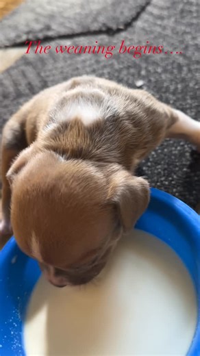 D-mac's Bullies on Instagram: "The Mojo x Sasha singleton…"