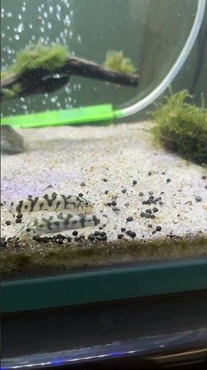 Do Yo-Yo Loaches Eat Snails? Testing Their Appetite in My Aquarium!