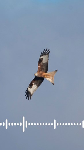 🔊 Sound on! 🦅 Red kites are an easily recognisable bird of prey, with a rusty reddish-brown body, deeply forked tail and distinctive call. 🔍 Their head is pale grey and patterned with dark streaks, and they have a yellow beak with a dark hook and pale, striking eyes. 🌳 Red kites nest in broadleaved woodland. They can be seen all year round soaring on warm, sunny days above wooded valleys, pasture and countryside, as well as in suburban areas and towns. 📈 The red kite was once a common bird