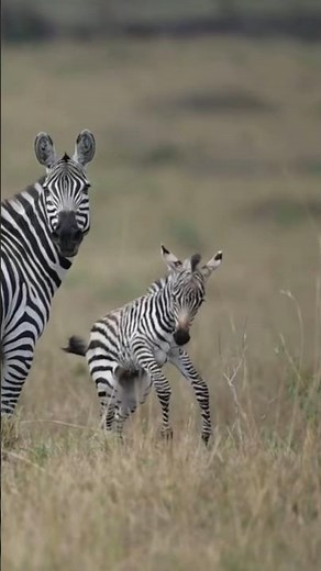 Newborn Baby Zebra | Masai Mara | Wild Africa | Nikon Z6ii | 4K Video | Wild Wonders Expeditions