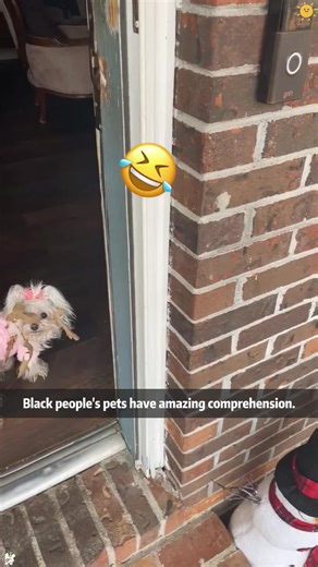 Part216: Black people can communicate with their pets without any barriers.#talkinganimals #blackpeopleandpets #smartpets #talkingpets