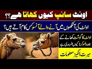 Was the Camel Really Born from a Magical God? | How Was The Camel Born? | Asad Mehmood