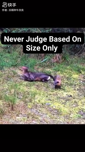 Never Judge Based On Size Or One Parameter Alone. | FA JUMAH