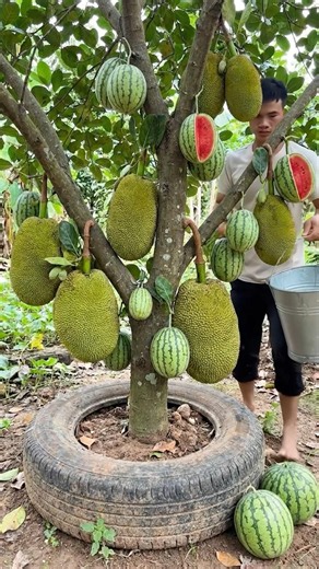 A simple way to propagate jackfruit trees with watermelons to produce fruit together.#grow #fruit