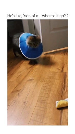 Cat Humors on Instagram: "This video demonstrates a cat’s attempt to interact with an object while navigating the constraints of a medical recovery device. The Subject A domestic cat wearing a conical Elizabethan collar, commonly known as a "cone," which is used to prevent animals from aggravating surgical sites or injuries. The Mechanism The collar creates a physical barrier that alters the cat’s peripheral vision and spatial awareness. When the subject attempts to retrieve the toy, the leading