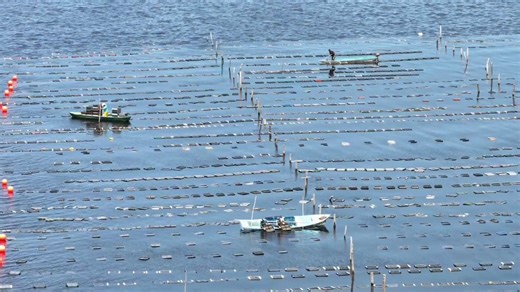 Gobierno de #Tabasco instala granjas acuícolas, entrega insumos y hasta paga sueldos a 2,500 nuevos “acuacultores", pero no los organiza ni les gestiona permisos para comercializar. Producen sin mercado y los dejan en manos de intermediarios...como base electoral de #Morena. Los programas sociales de los gobiernos de #Morena, en el papel y en el discurso, suelen ser proyectos ambiciosos y grandilocuentes.Por ejemplo, el denominado "Pescando Vida", creado a instancias del gobernador Javier May, p