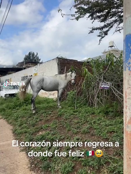 Exploring the Heart of Mexico: Uruapan and Michoacán