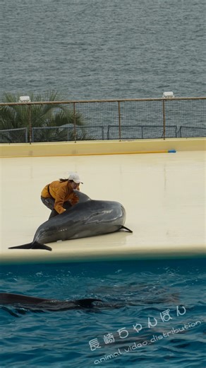 【ハプニング】「イルカショーでハプニング。陸に上がったイルカがプールになかなか戻れず…」#マリンワールド海の中道 #イルカ