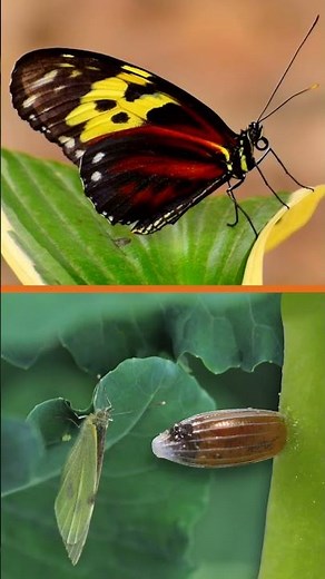 Metamorphosis | #shorts #metamorphosis #larva #pupae #butterfly #chrysalis #insects