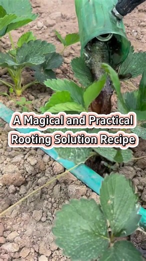 Easy Homemade Rooting Solution for Thriving Plants