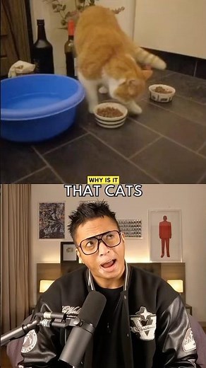 Why do cats scratch around their food or litter box? 😽