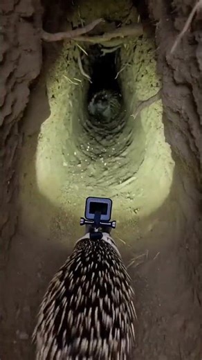 African Porcupine Burrow POV — Real Mounted Camera Footage #opulentinterious #dining #architecture