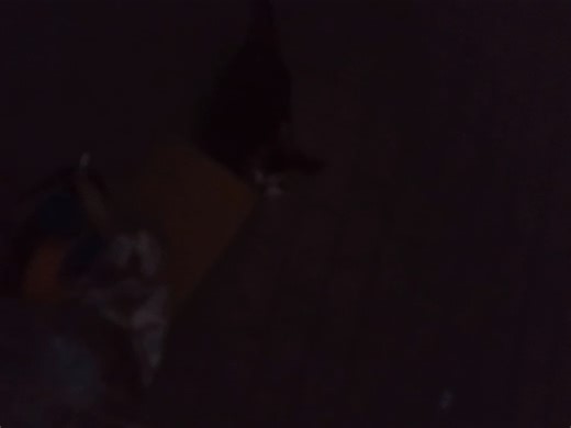 哎哟极品乖猫不赖