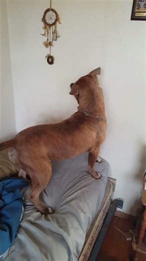 Pitbull chasing Laser Pointer