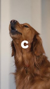 218K views · 92 reactions | With Chewy, get a $20 eGift Card with your first order of food brands your pet loves. Exclusions Apply. | Chewy | Facebook