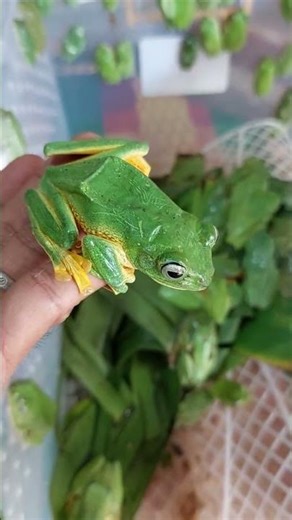 Beautiful flying frog Rhacophorus reinwardtii