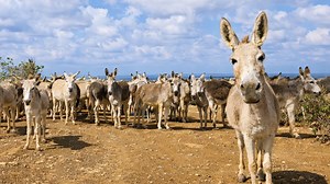 A place where donkeys roam free