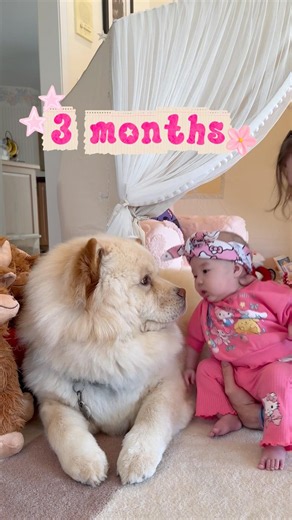 3 months of guarding! My Chow chow and baby girl special bond 💖 #baby #dog #doggielife #dogshorts