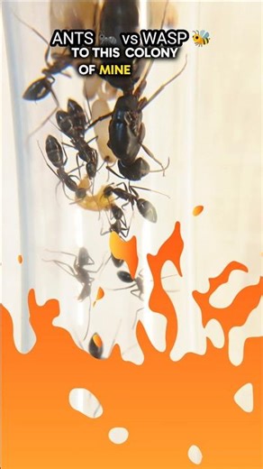 Feeding Wasp to Ant Colony 🐜🔥 | Ants Eating Wasp | Camponotus Compressus #shorts #antkeeping 🤯